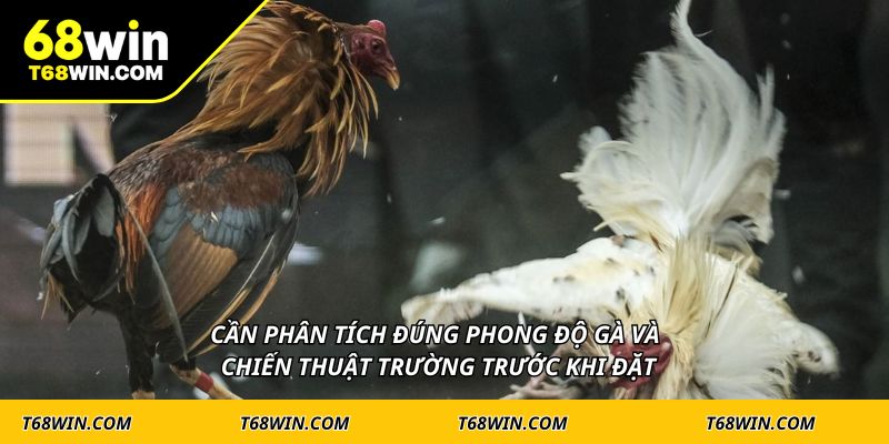 Cần phân tích đúng phong độ gà và chiến thuật trường trước khi đặt